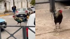 Gallo de pelea lleva más de 2 años esperando a su dueña afuera del hospital donde falleció | VIDEO