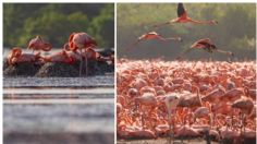 Han llegado más de 20 mil flamencos a la costa norte de Yucatán para anidar