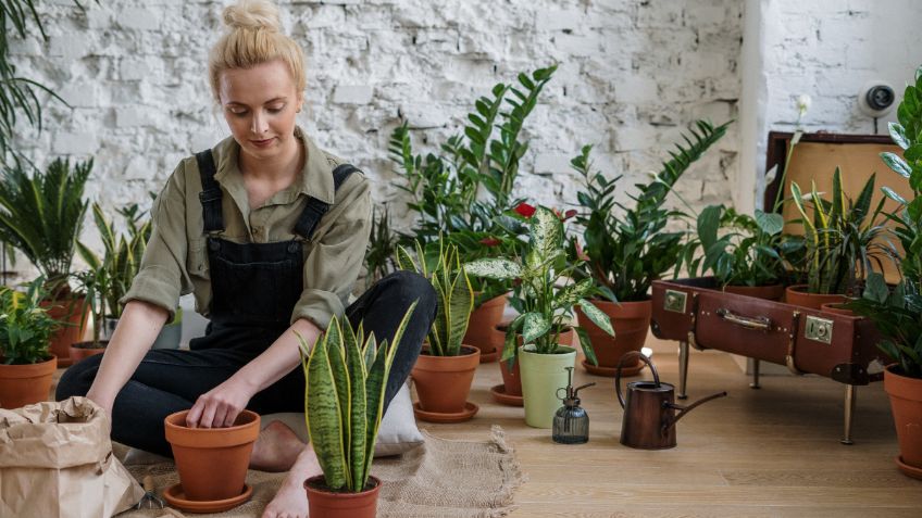 Con pocos elementos: este es el kit de jardinería que debes tener para cuidar tus plantas