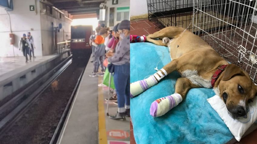 ¿Recuerdas al perrito Teco? Él es el conductor del Metro de la CDMX que le salvó la vida | VIDEO