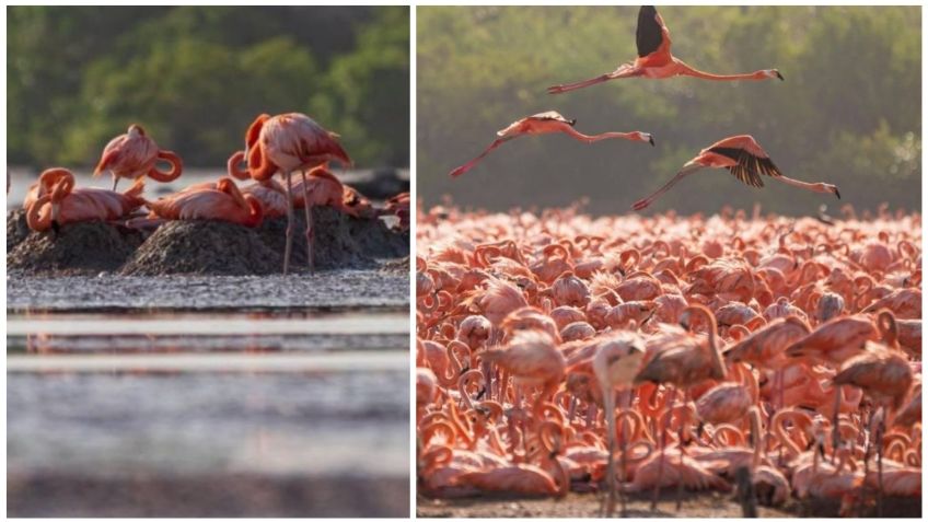 Han llegado más de 20 mil flamencos a la costa norte de Yucatán para anidar