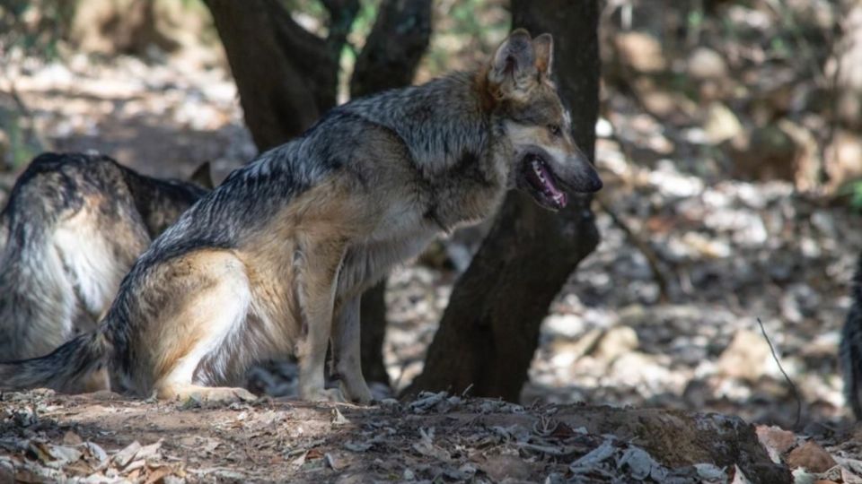 Una pareja de lobos grises mexicanos podría reproducirse. Tres cóndores están en proceso de adaptación en Zacango