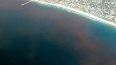 Detectan marea roja en la costa de Yucatán