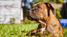 Pitbull arranca y devora el brazo de su dueña tras dormir con ella