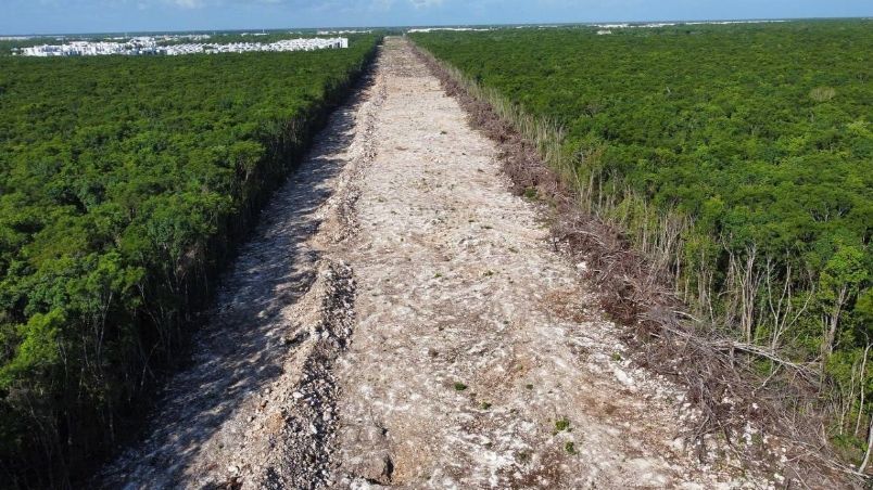 La experta señaló que esta obra pone en riesgo al país por la deforestación excesiva de millones de árboles.