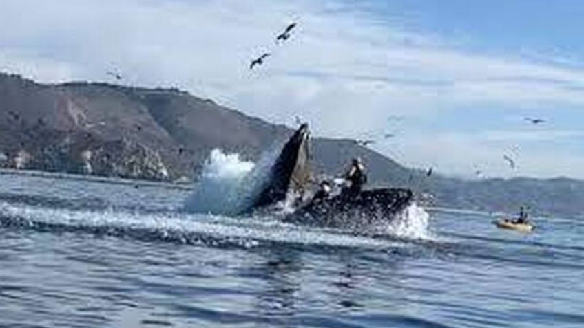 Escalofriante VIDEO muestra el momento que una ballena se traga a dos mujeres que paseaban en Kayak