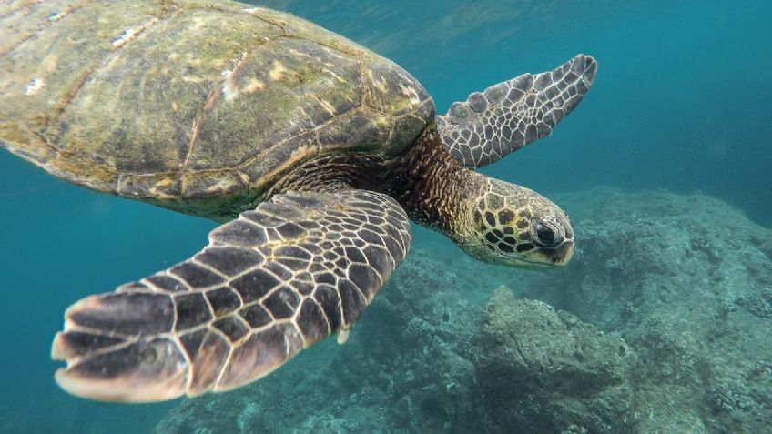 Pescador apuñala decenas de tortugas marinas y las deja morir en agonía; era una especie protegida