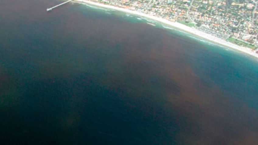 Detectan marea roja en la costa de Yucatán