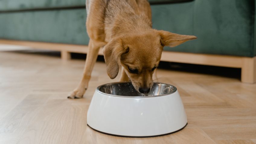 Se supo: esta es la razón por la que los perros esconden la comida