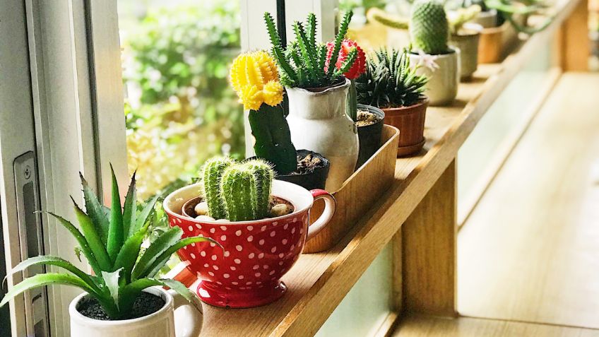 Feng Shui: estas son las 3 plantas que atraen buena suerte y absorben la negatividad de tu hogar