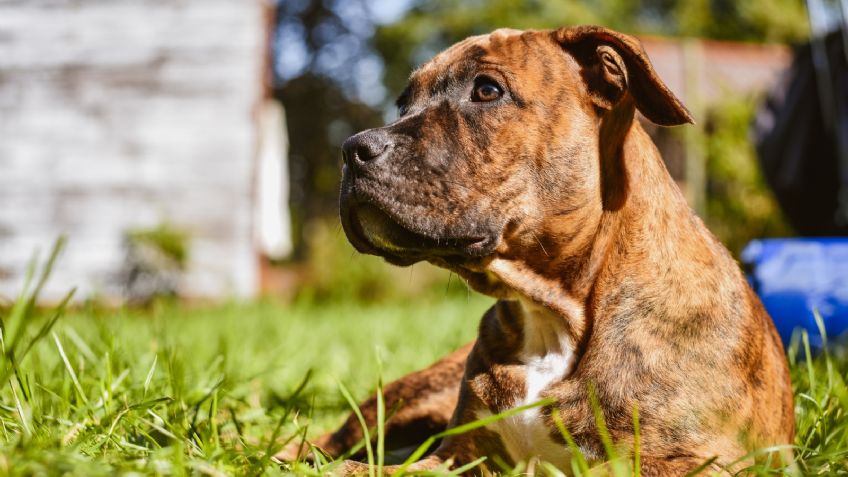 Pitbull arranca y devora el brazo de su dueña tras dormir con ella