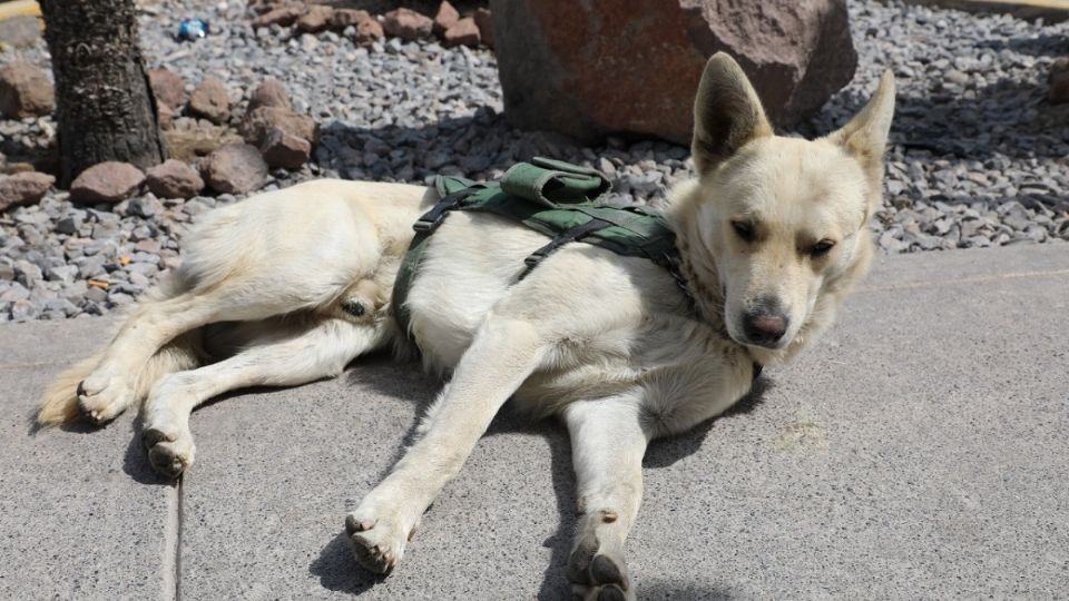 'Coyote' fue adoptado por la Guardia Civil Estatal de San Luis Potosí.