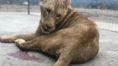 Piden traslado urgente al zoológico de Chapultepec a más ejemplares tras muerte de leona en Black Jaguar-White Tiger