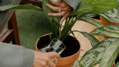 ¿Cómo hacer un sistema de riego por goteo para las plantas en casa?