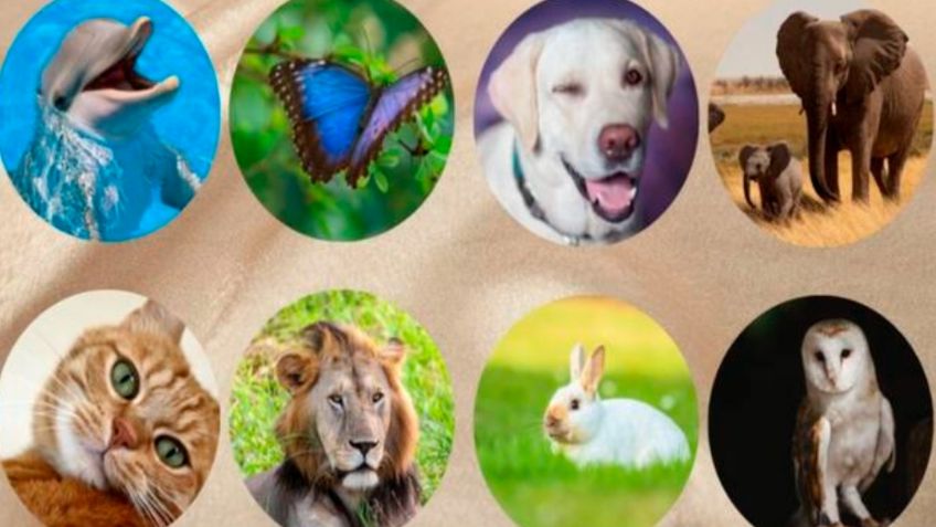 Test Viral: Elige un animal y descubre aspectos desconocidos de tu personalidad