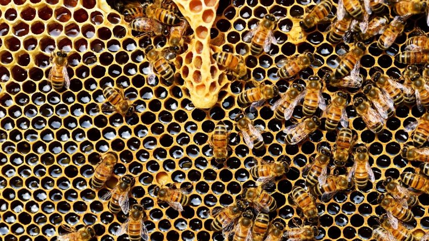 Secretaría de Agricultura a favor de Ley que refuerce el cuidado y aprovechamiento de las abejas