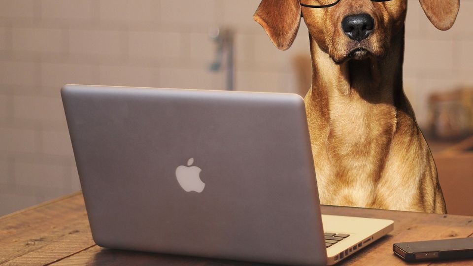 La presencia de tu perro en la oficina puede reducir los niveles de estrés en ti y en tu equipo de trabajo.