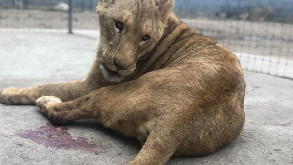 Muere una una leona africana.