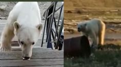 Oso polar busca ayuda de humanos en Rusia; tenía la lengua atascada en una lata de aluminio | VIDEO