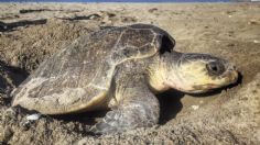 Tortugas golfinas llegan a Santuario Playa Escobilla de Oaxaca