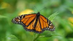 Mariposa Monarca está en peligro de extinción, aparece en la lista roja de especies