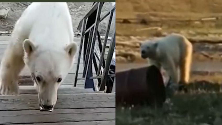 Oso polar busca ayuda de humanos en Rusia; tenía la lengua atascada en una lata de aluminio | VIDEO