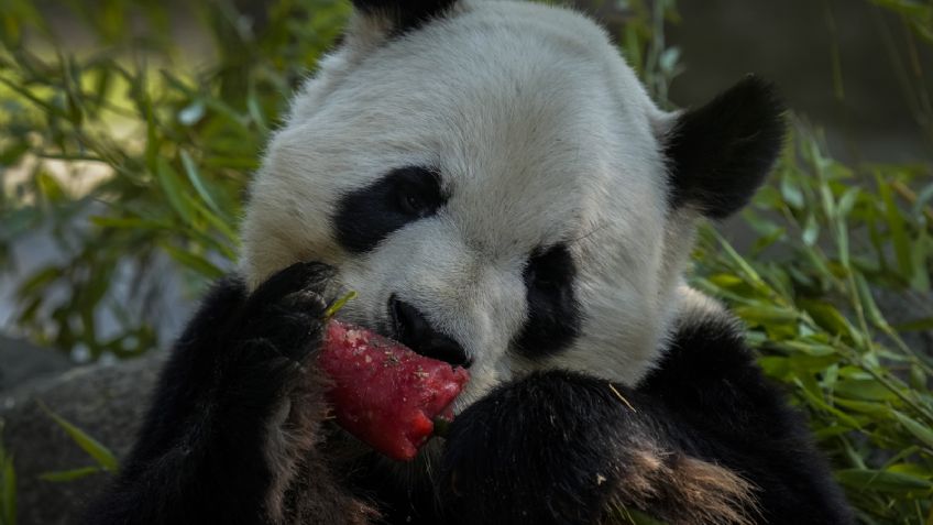 Muere el oso PANDA más longevo de la Tierra; tenía 35 años