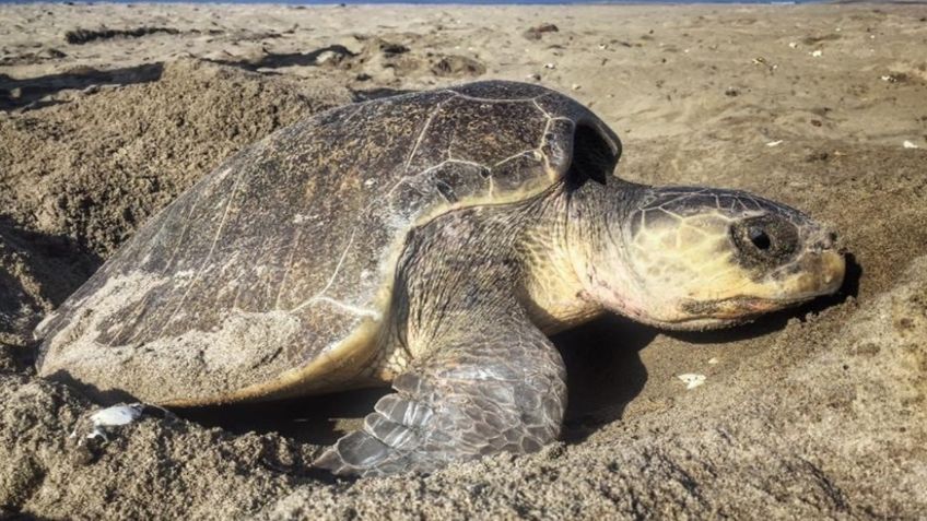 Tortugas golfinas llegan a Santuario Playa Escobilla de Oaxaca