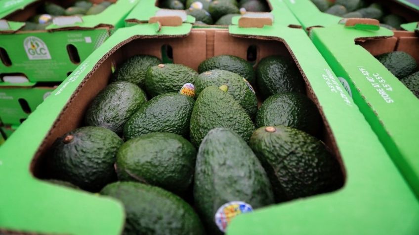 Ya tienen fecha para exportar aguacate jalisciense a Estados Unidos