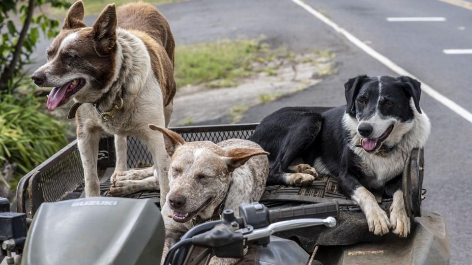 Con este día se pretende concientizar a las personas sobre la importancia de brindarles a los perros una vida digna. FOTO: Pixabay