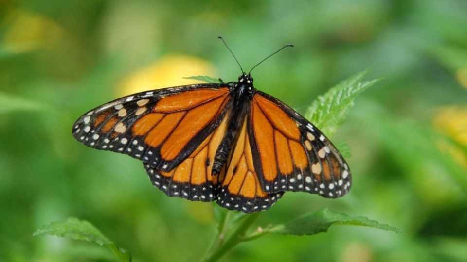 Una mariposa monarca postrada en una rama.