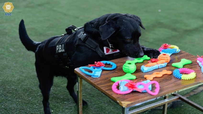 Policía Bancaria e Industrial de la SSC reconoce a sus efectivos de cuatro patas