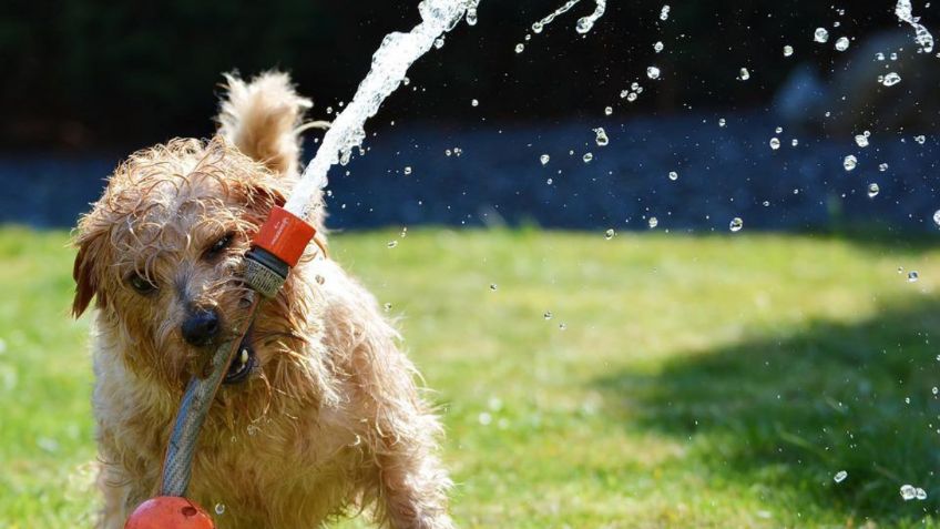 Estos son los consejos ideales para pasear tu perro durante una ola de calor