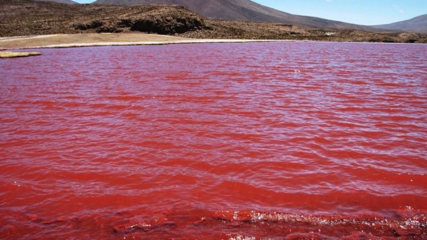 Científicos descubren un “pozo de la muerte” en el fondo del Mar Rojo que asesina a cualquier ser vivo