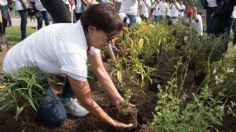 Suman 15 millones de árboles plantados en la CDMX como parte del Reto Verde