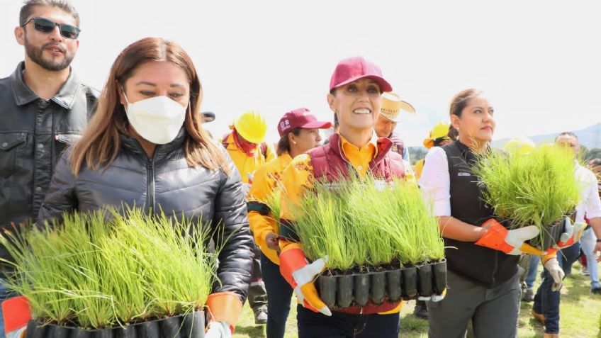 Sembrar 10 millones de árboles: el reto en la CDMX que se puso Claudia Sheinbaum