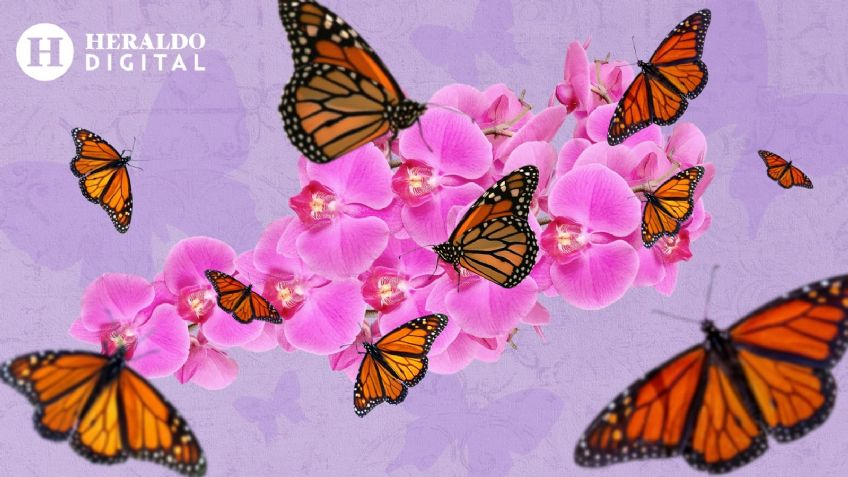 Cambio climático acaba con la mariposa monarca, INFOGRAFÍA explica peligro de extinción