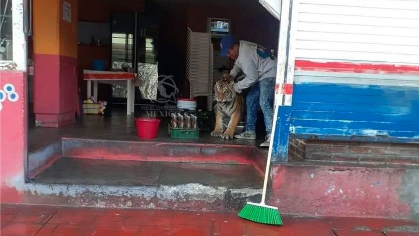 Tigre irrumpe en un puesto de tacos en Hidalgo y sorprende a los habitantes