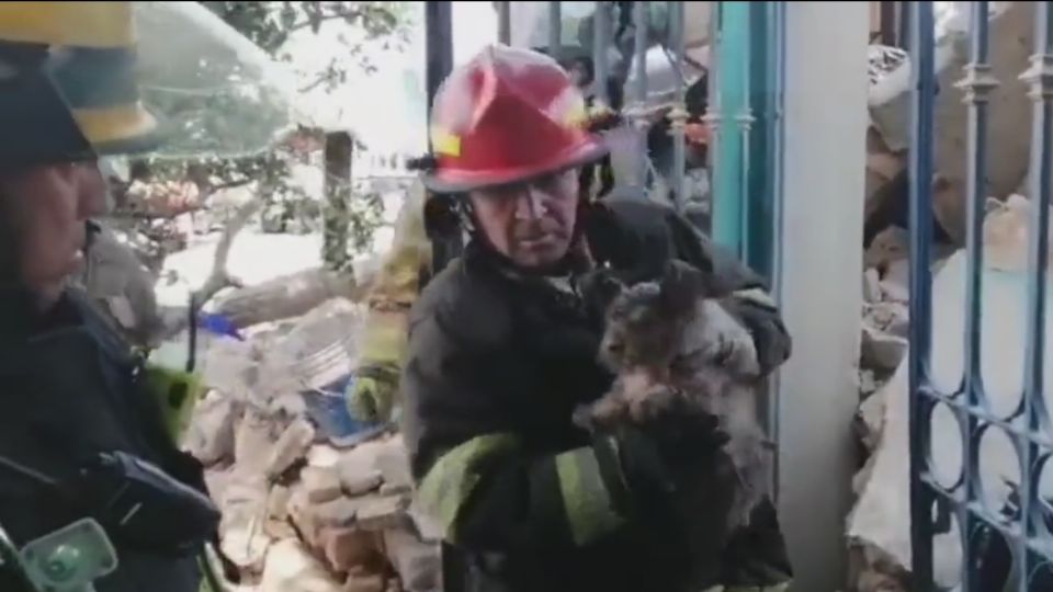 El animal no presentó ninguna lesión a primera vista