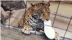 Jaguar ataca a niño de 14 años; quería tomarse una selfie con el felino y saltó la reja de seguridad | VIDEO