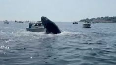 Ballena salta del agua y cae sobre un bote que navegaba en la costa de Massachusetts | VIDEO