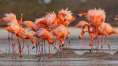 Flamencos, aves que cambiaron la vida de Yucatán; de alimento a atractivo turístico