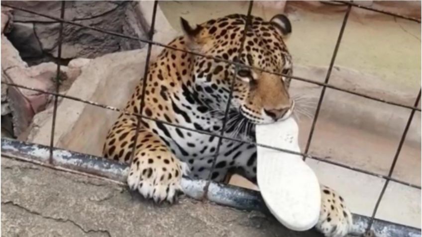 Jaguar ataca a niño de 14 años; quería tomarse una selfie con el felino y saltó la reja de seguridad | VIDEO