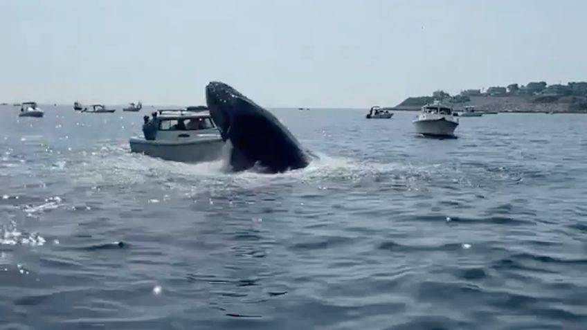 Ballena salta del agua y cae sobre un bote que navegaba en la costa de Massachusetts | VIDEO