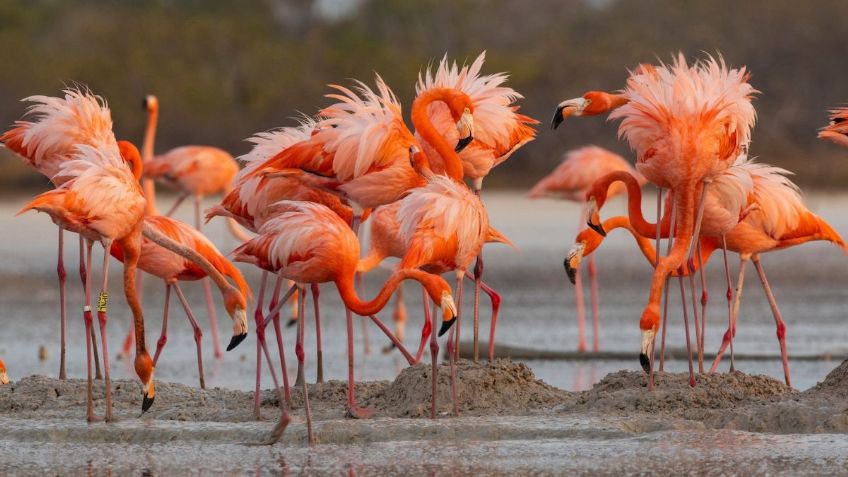 Flamencos, aves que cambiaron la vida de Yucatán; de alimento a atractivo turístico