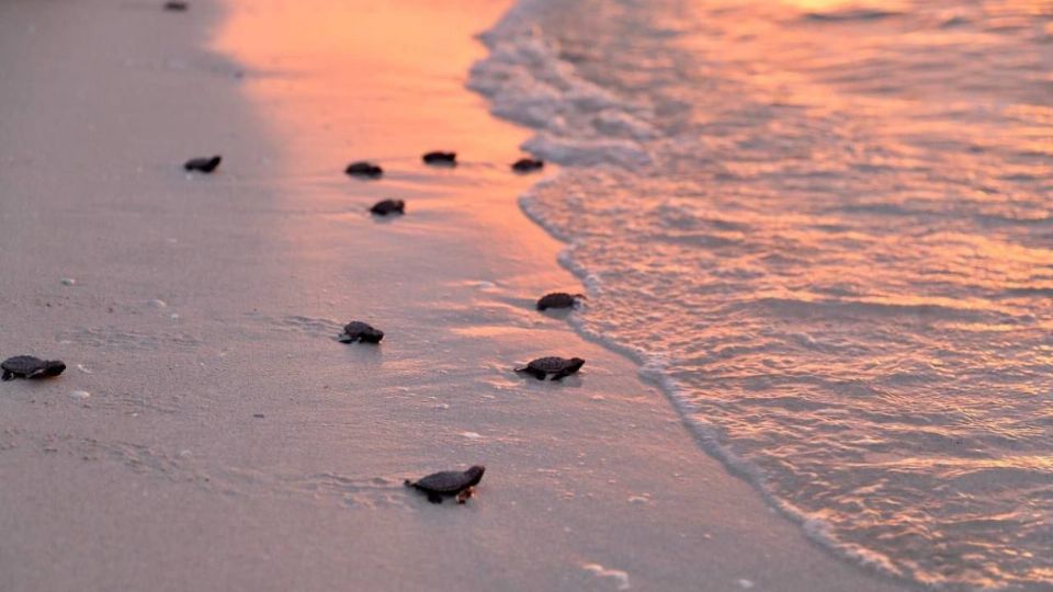 En las playas de Yucatán anidan 2 de las 7 especies de tortugas marinas que arriban a las costas de México.