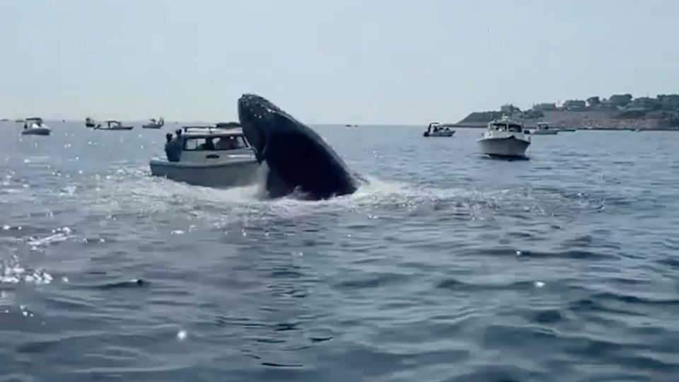 El incidente se registró cerca de la costa de Plymouth, Massachusetts