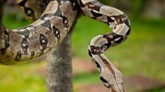 Hombre muere días después de que su serpiente de 5 metros se le enroscara en el cuello