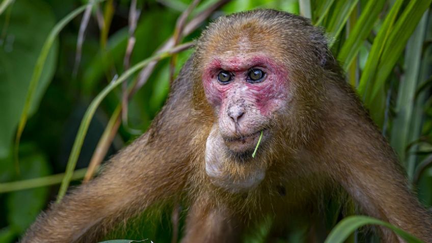 Ataque de monos macacos aterroriza a Japón y deja 42 heridos, entre ellos niños y ancianos