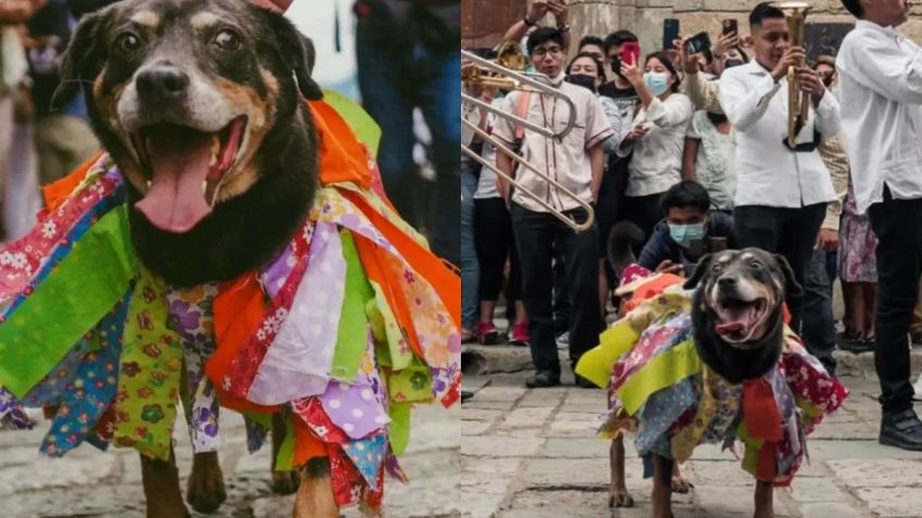 "Mazapán", el perrito bailador, está de vuelta para festejar la Guelaguetza en Oaxaca